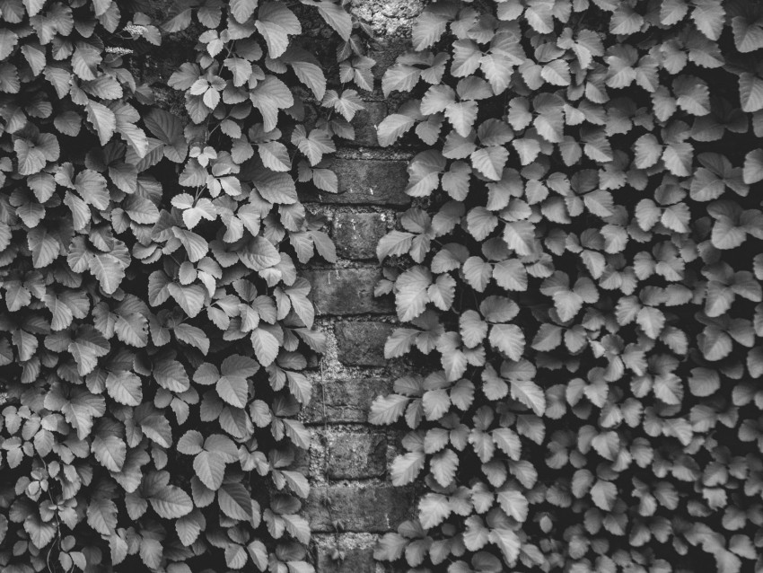 ivy, wall, bw, plant, brick