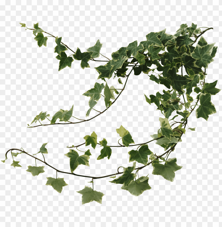 ivy wall png clipart black and white - ivy vines PNG image with ...
