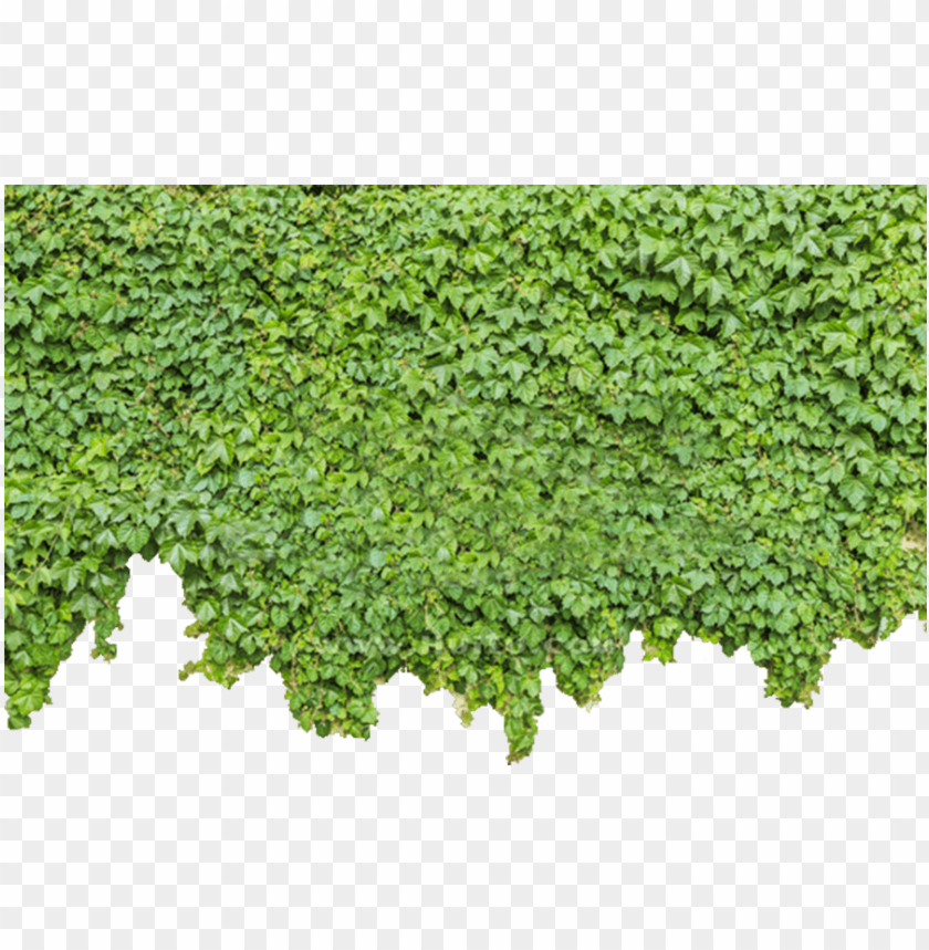ivy wall png green wall PNG transparent with Clear Background ID 183667