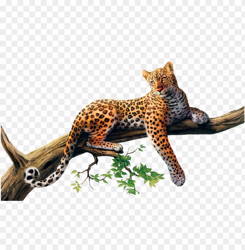 jaguar animal png - jaguar PNG image with transparent background | TOPpng