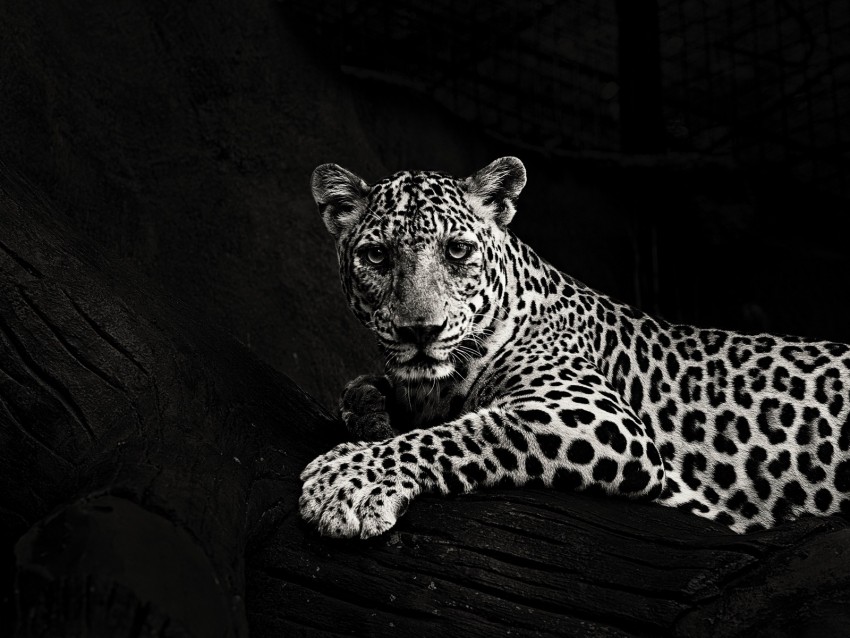 jaguar, bw, predator, sight, big cat
