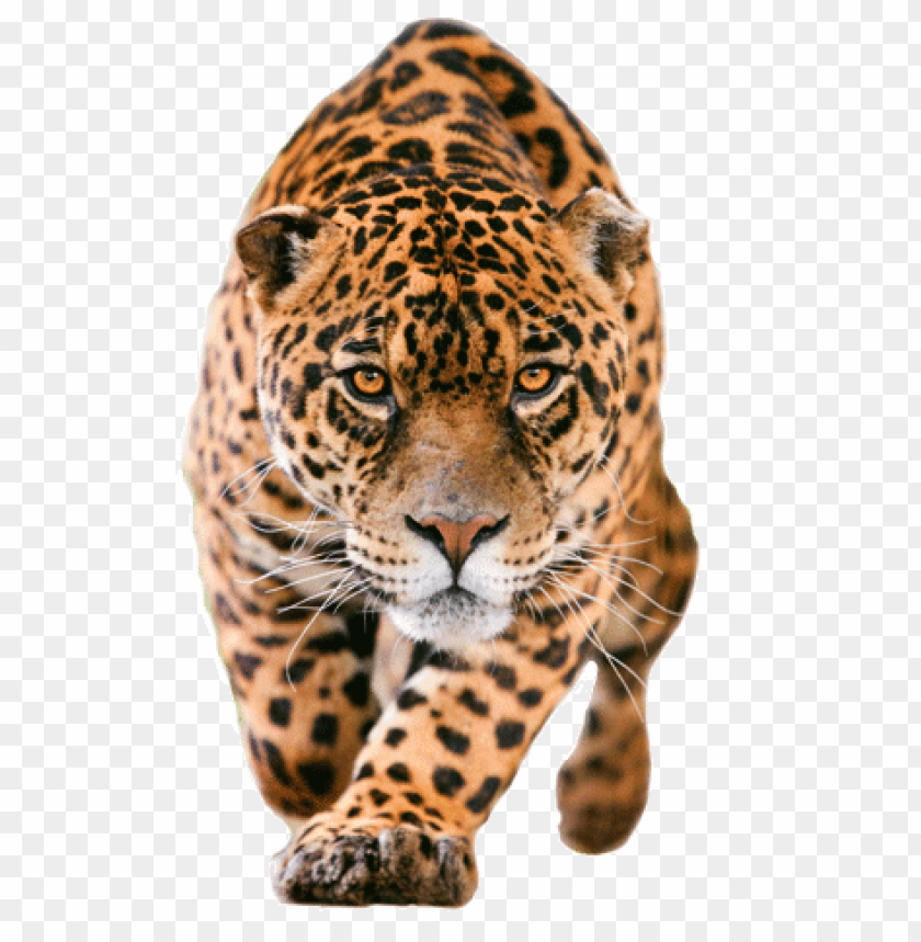 animals, jaguars, jaguar closer, 
