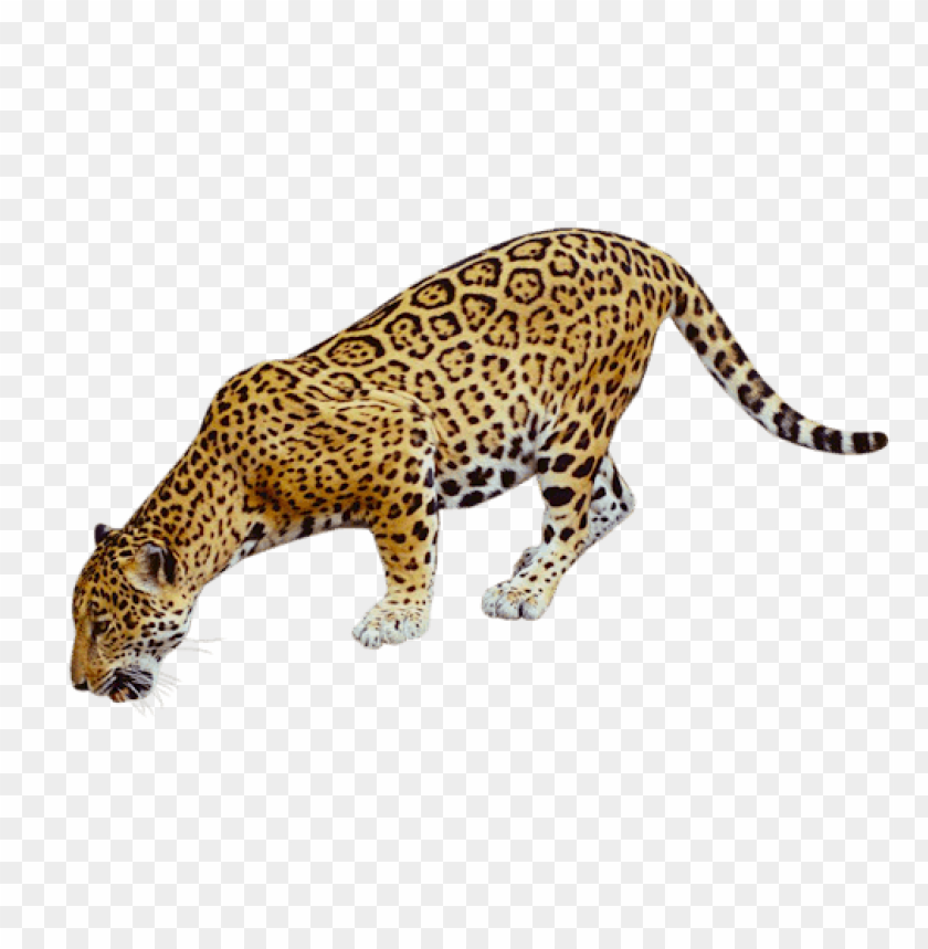 Download Jaguar Drinking Png Images Background