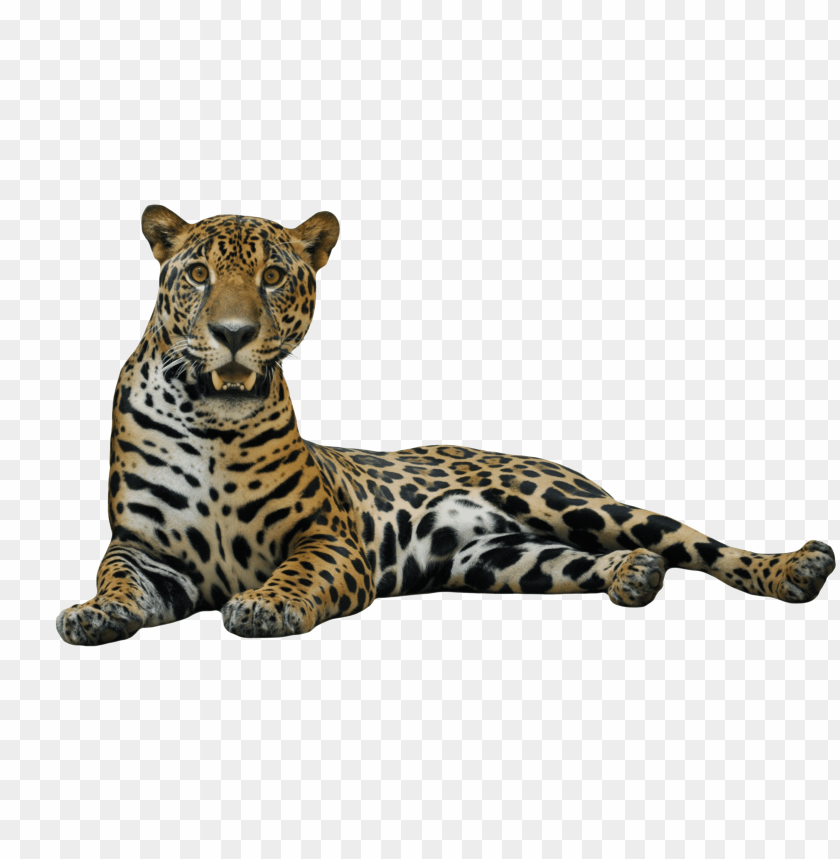animals, jaguars, jaguar lying down, 