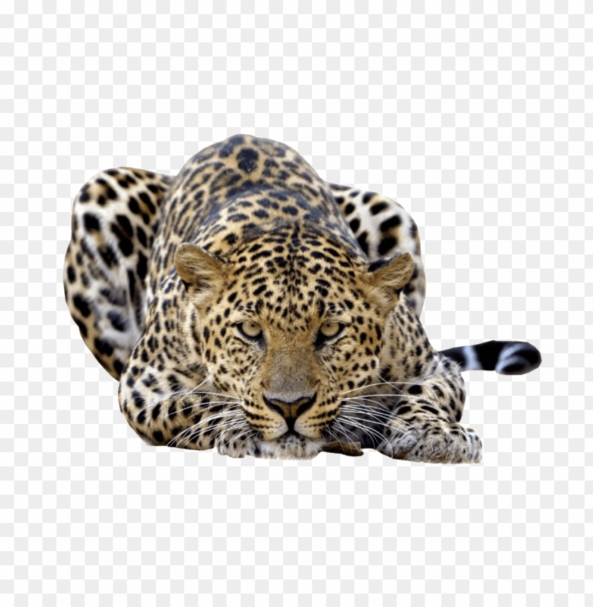 jaguar,animals