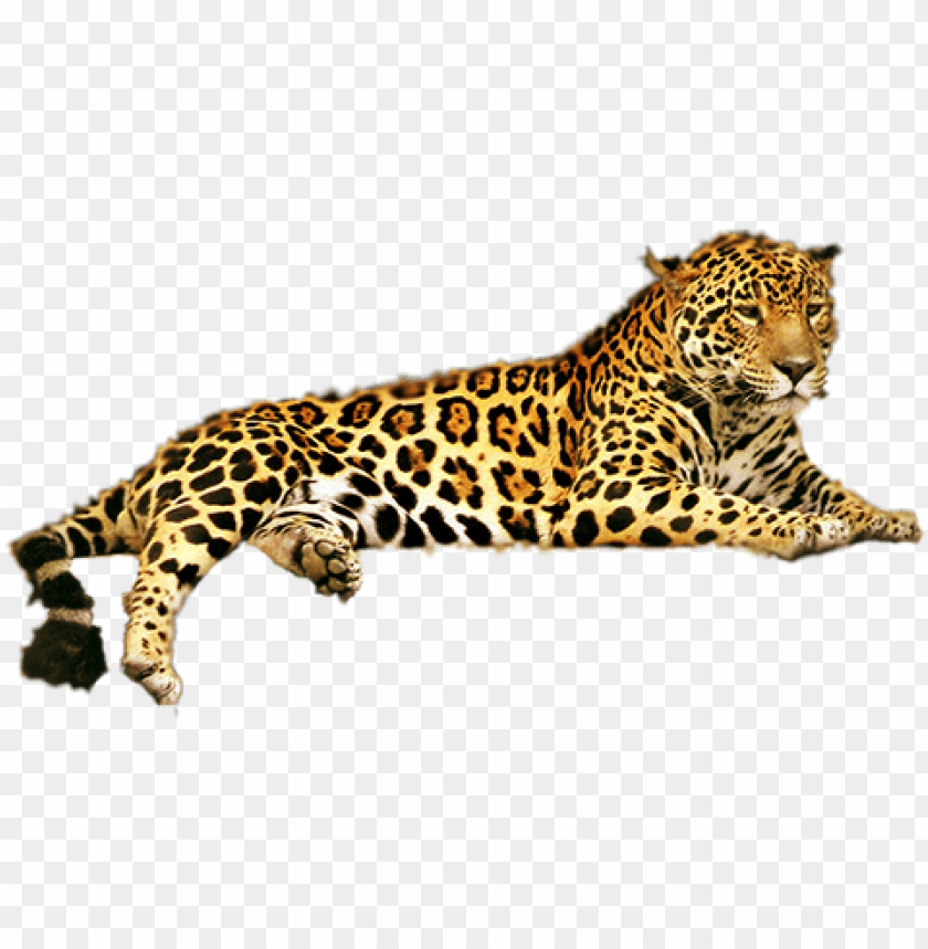 jaguar,animals,tiger