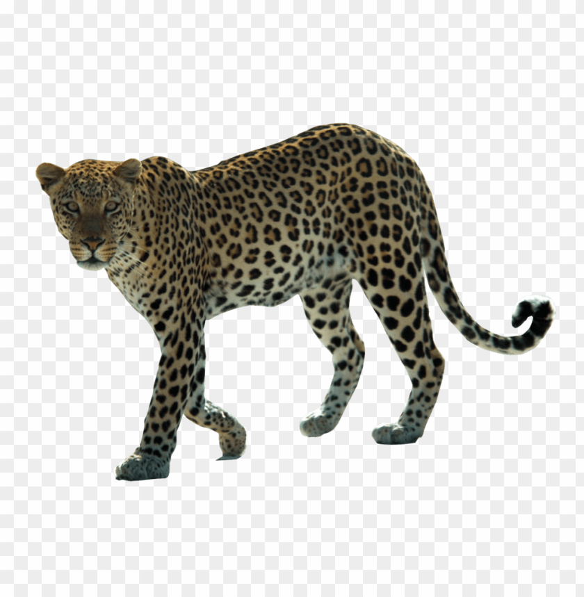 jaguar png pics png images background - Image ID 36104