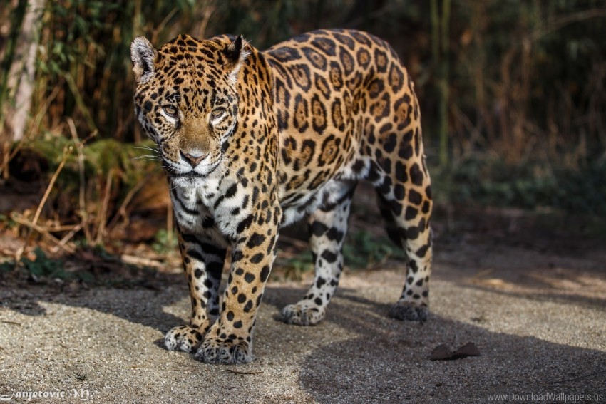 jaguar, predator, spots, wild cat wallpaper background best stock photos |  TOPpng