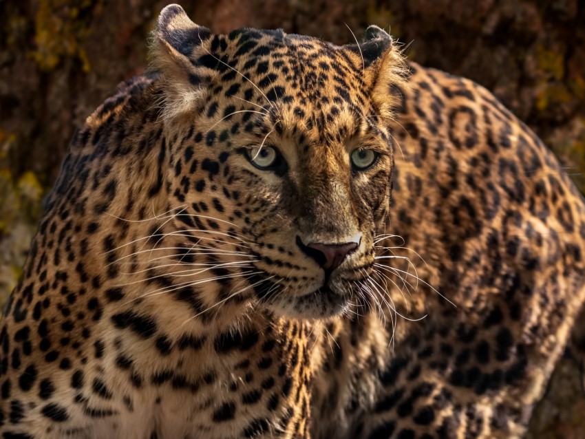 jaguar, predator, wild, big cat, muzzle, close-up