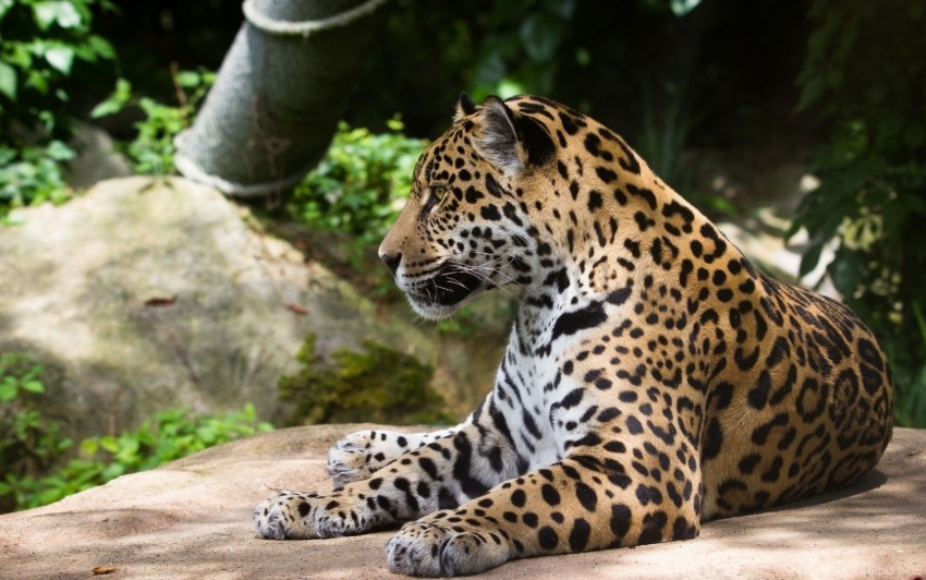 jaguar, predator, wild cat wallpaper background best stock photos | TOPpng