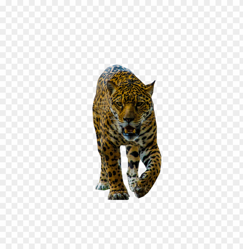 
jaguar
, 
walking jaguar
, 
panther
, 
black spots
