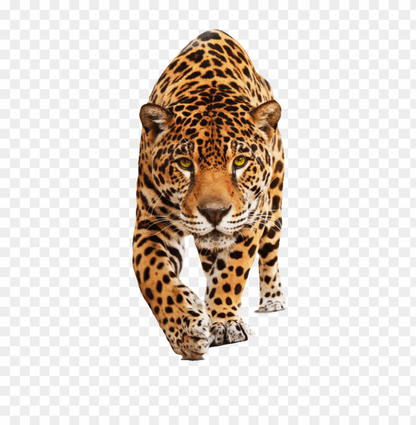 animals, jaguars, jaguar walking, 