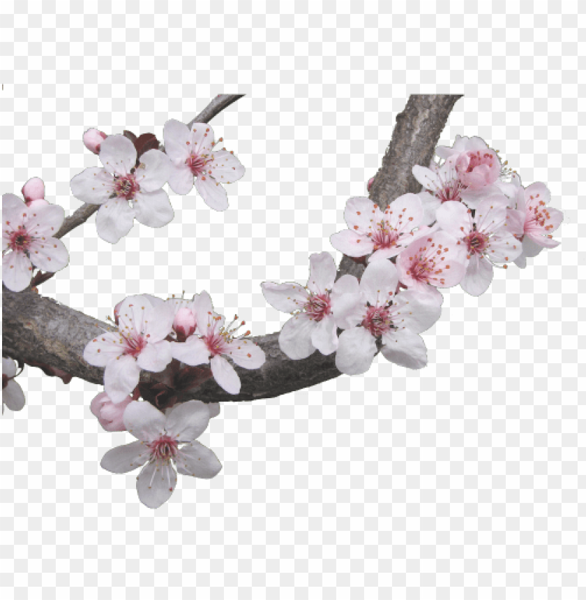 japanese cherry blossom tree japanese cherry blossom transparent PNG transparent with Clear Background ID 177149