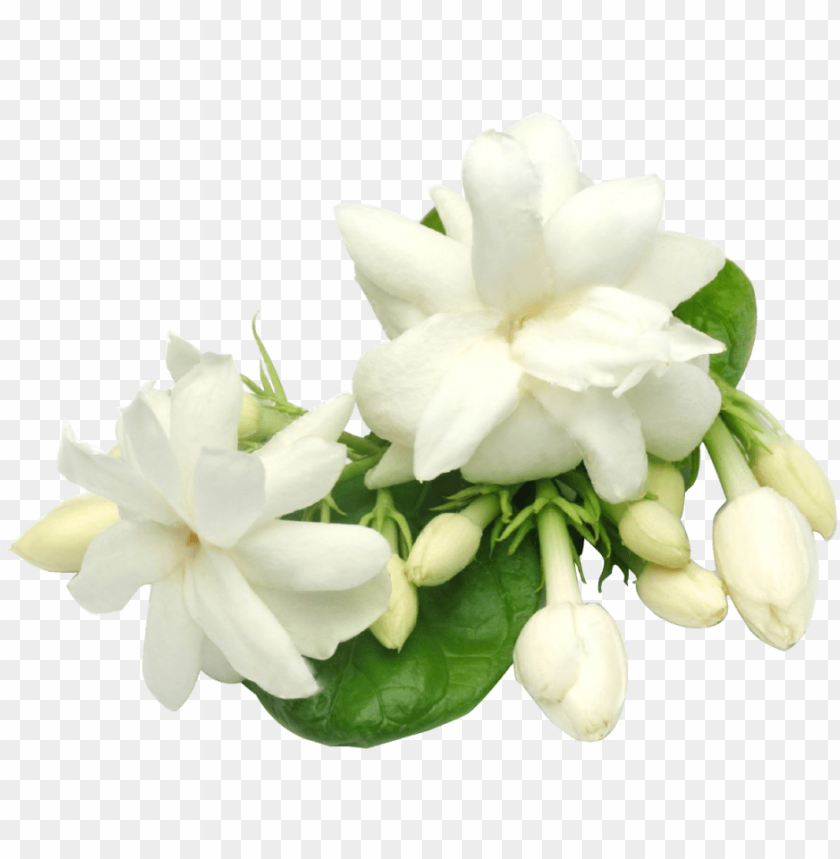 jasmine flower, thai, illustration, culture, floral, traditional, nature