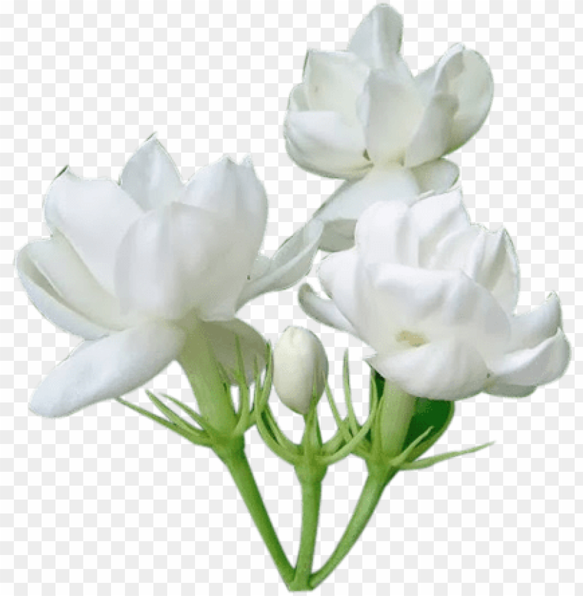 Download Jasmine Flower Png Jasmine Png Image With Transparent Background Toppng