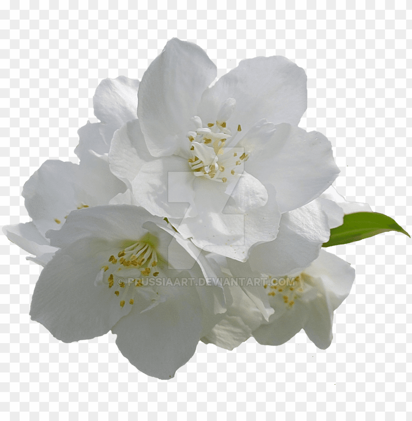 Jasmine Flowers On A Transparent Background Transparent Background White  Flowers PNG Image With Transparent Background | TOPpng