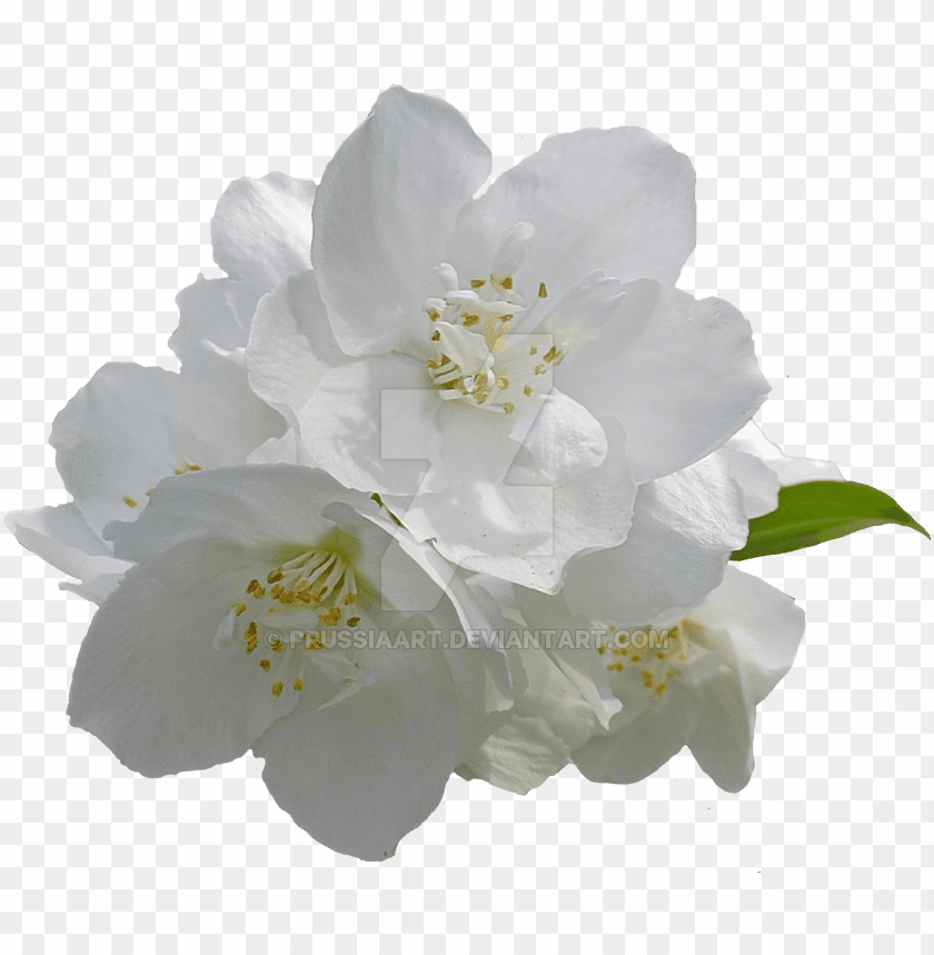 jasmine flowers on a transparent background transparent background white flowers PNG transparent with Clear Background ID 174349