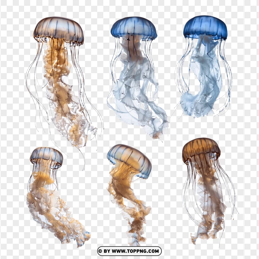 Group Of Vibrant Jellyfish PNG Transparent Background