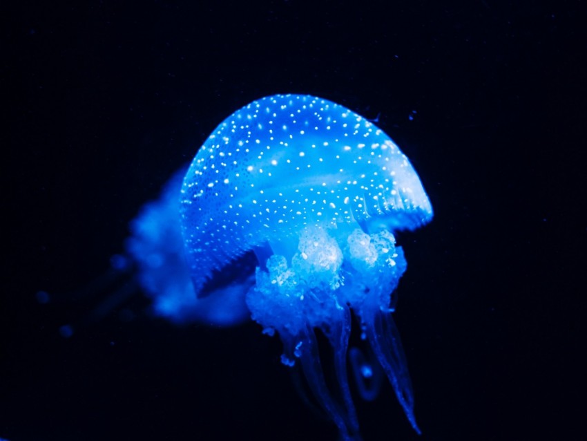 jellyfish, blue, glow, underwater world, sea