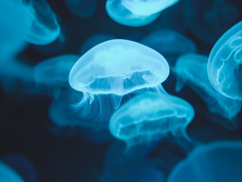 jellyfish, glow, luminescence, blue, underwater world