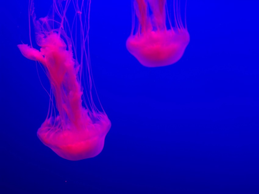 jellyfish, glow, pink, blue, underwater world