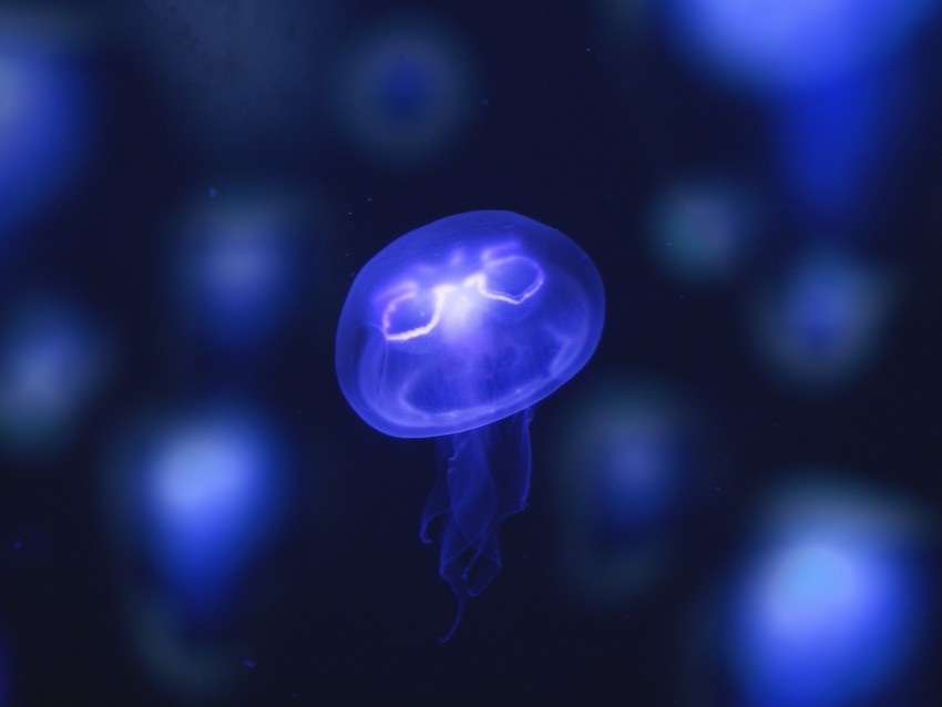 jellyfish, glow, purple, neon, underwater world