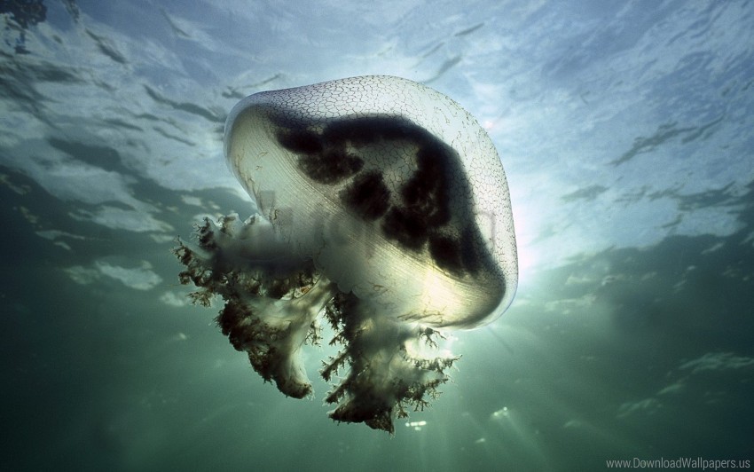 jellyfish lights swimming underwater wallpaper background best stock photos - Image ID 150910