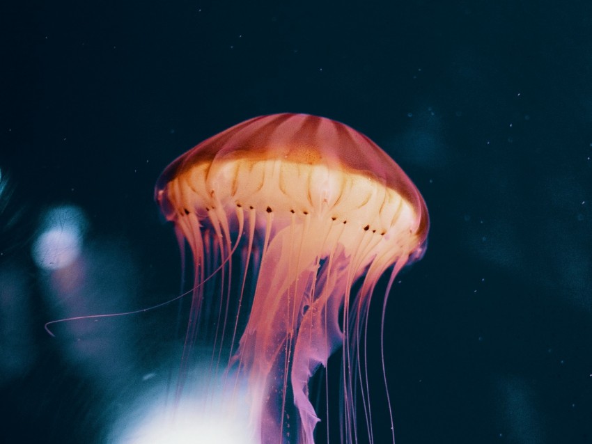 jellyfish, neon, phosphorus, underwater world