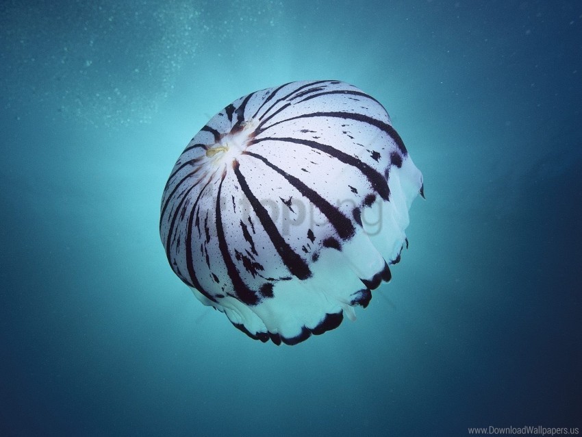 jellyfish sea sponges swimming underwater wallpaper background best stock photos - Image ID 148426