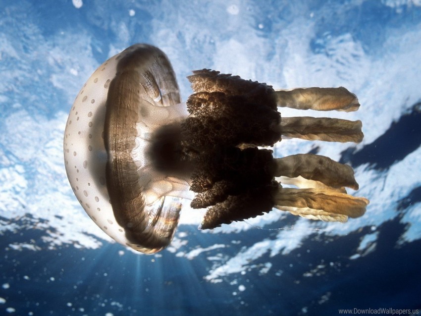jellyfish sea swimming underwater wallpaper background best stock photos - Image ID 157836