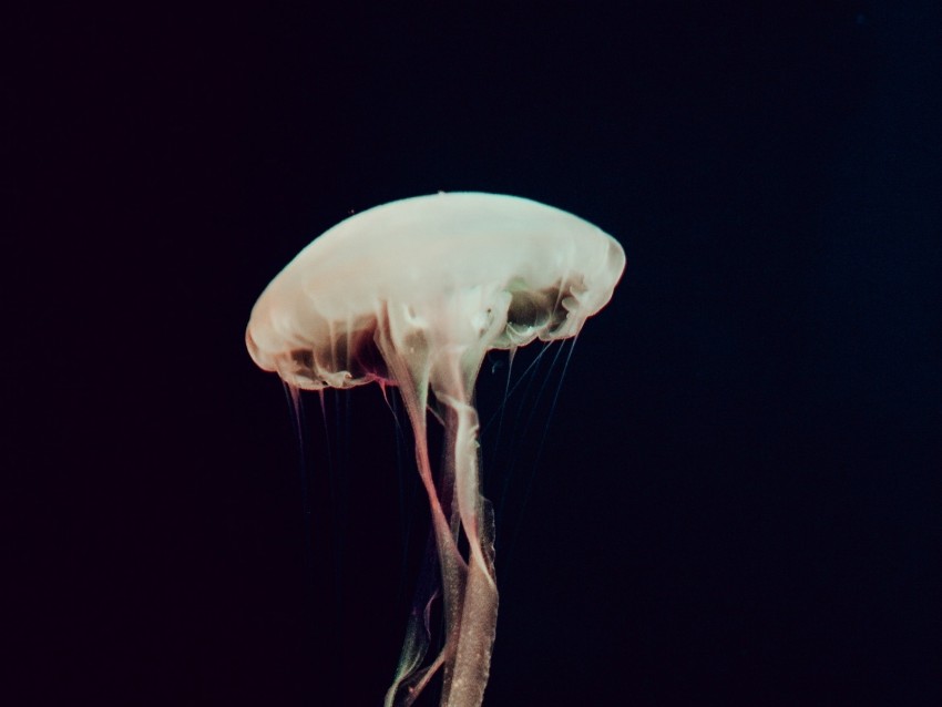 jellyfish, tentacles, sea, depth, dark