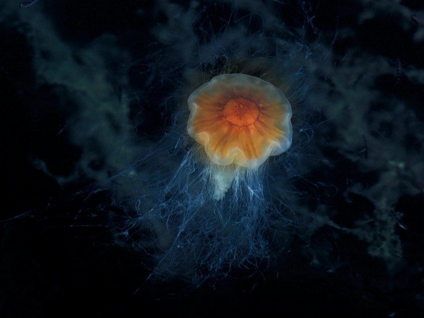 jellyfish, tentacles, sea, underwater, depth