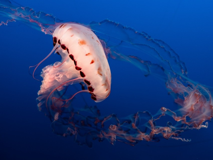 jellyfish, tentacles, underwater world, aquarium, ocean