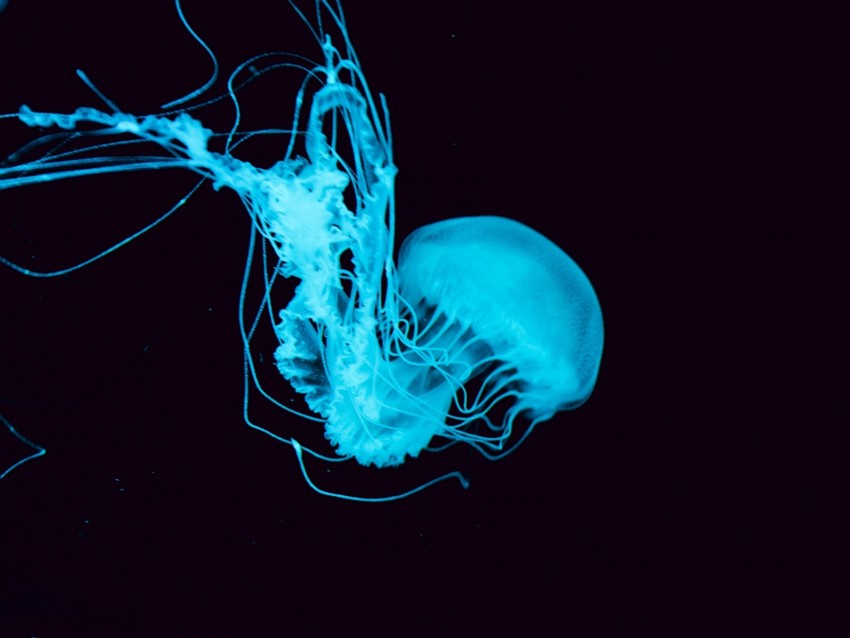 jellyfish, tentacles, underwater world, blue