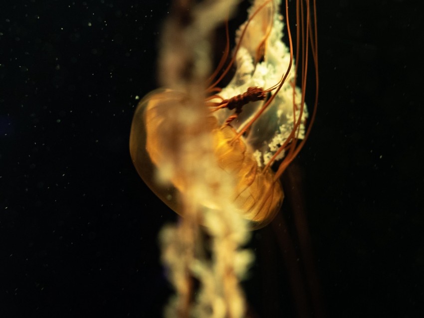jellyfish, tentacles, underwater world, depth, close-up
