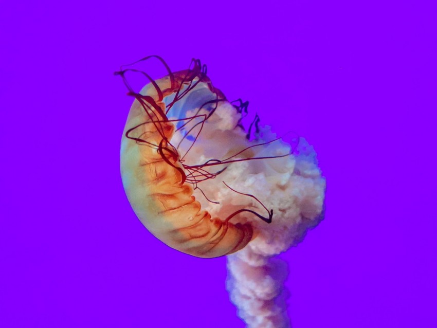 jellyfish, tentacles, underwater world, sea, depth