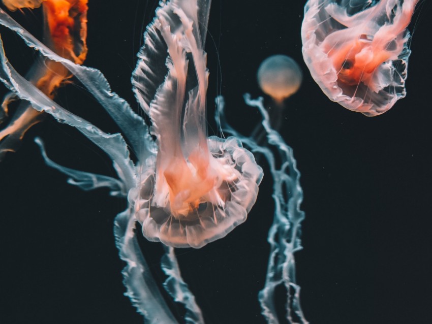 jellyfish, underwater world, aquarium, swimming, tentacles