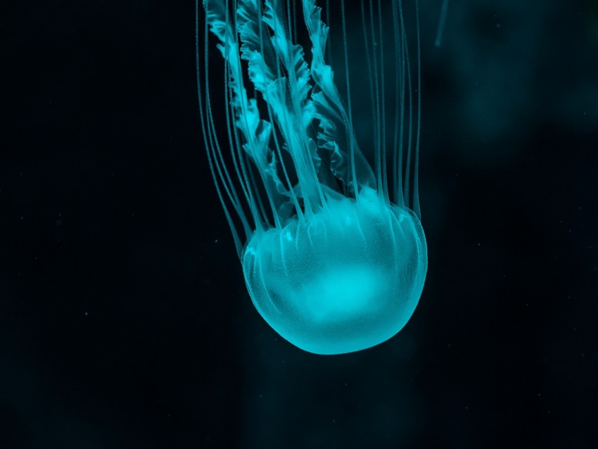 jellyfish, underwater world, blue, tentacles