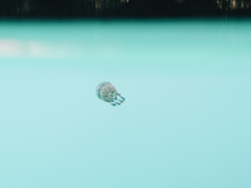 jellyfish, underwater world, depth, water, blue