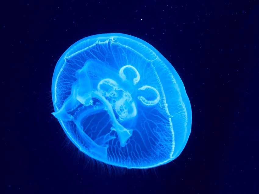 jellyfish, underwater world, glow, blue