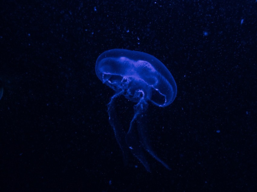 Jellyfish Underwater World Glow Phosphorus Hydro Jellyfish Dark Blue Background Toppng