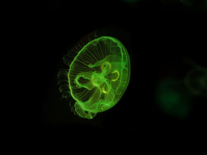 jellyfish, underwater world, green, glow, swim