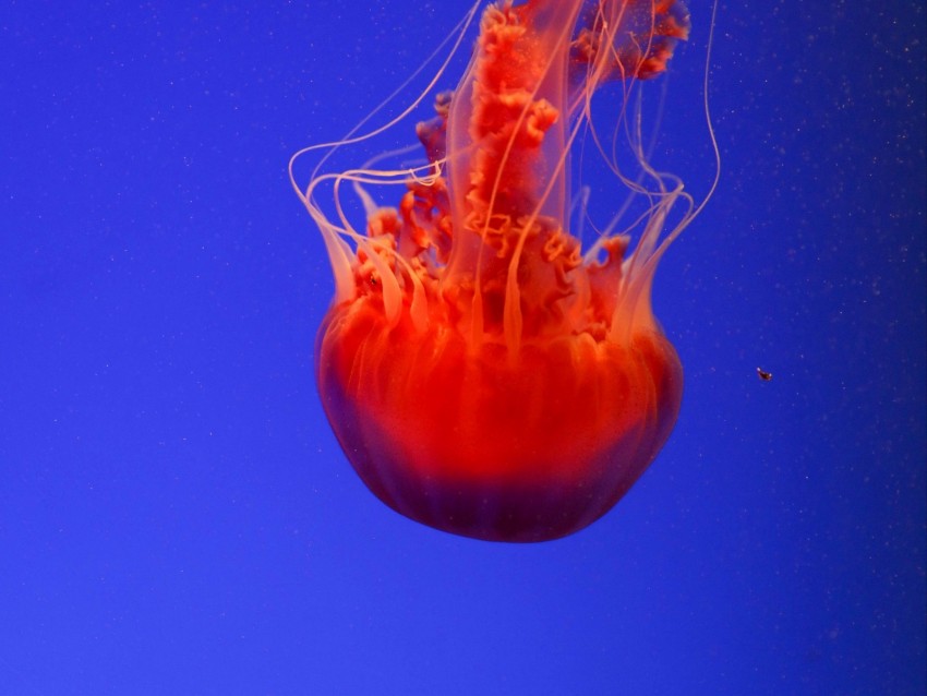 jellyfish, underwater world, orange, blue, red