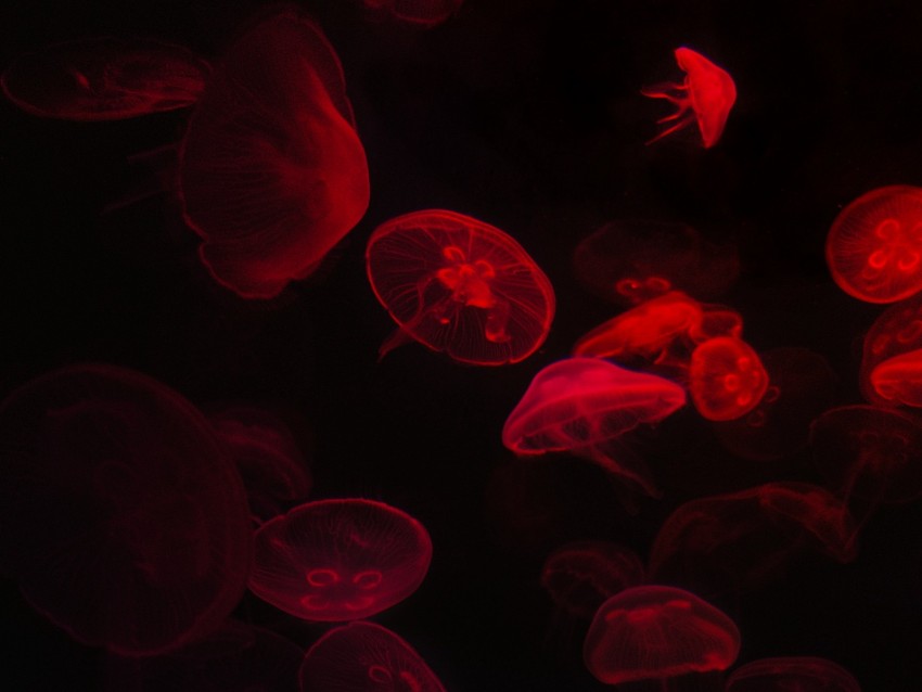 jellyfish, underwater world, red, black, glow