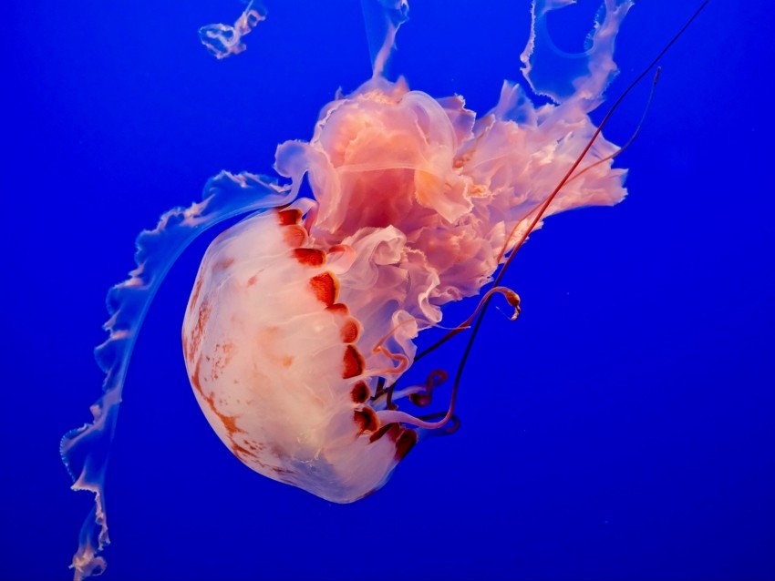 jellyfish, underwater world, tentacles, ocean, swim, blue