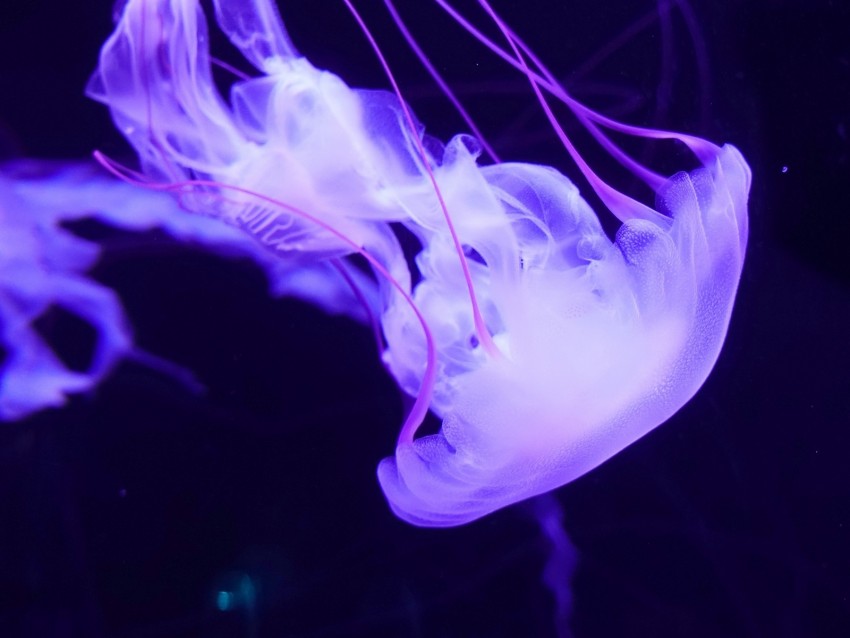 jellyfish, underwater world, tentacles, swimming, lilac