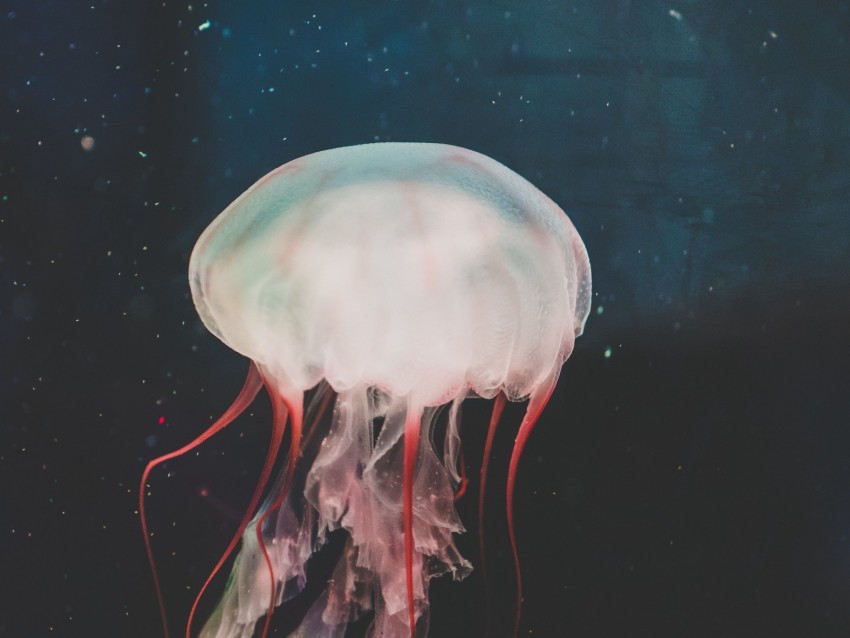 jellyfish, underwater world, tentacles, swimming, water