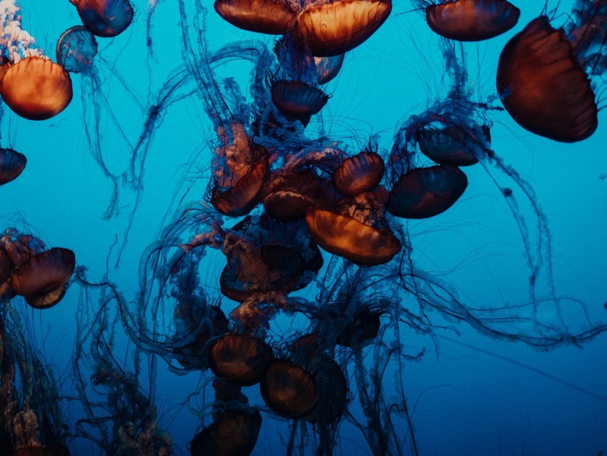 jellyfish, underwater world, tentacles, water, swimming