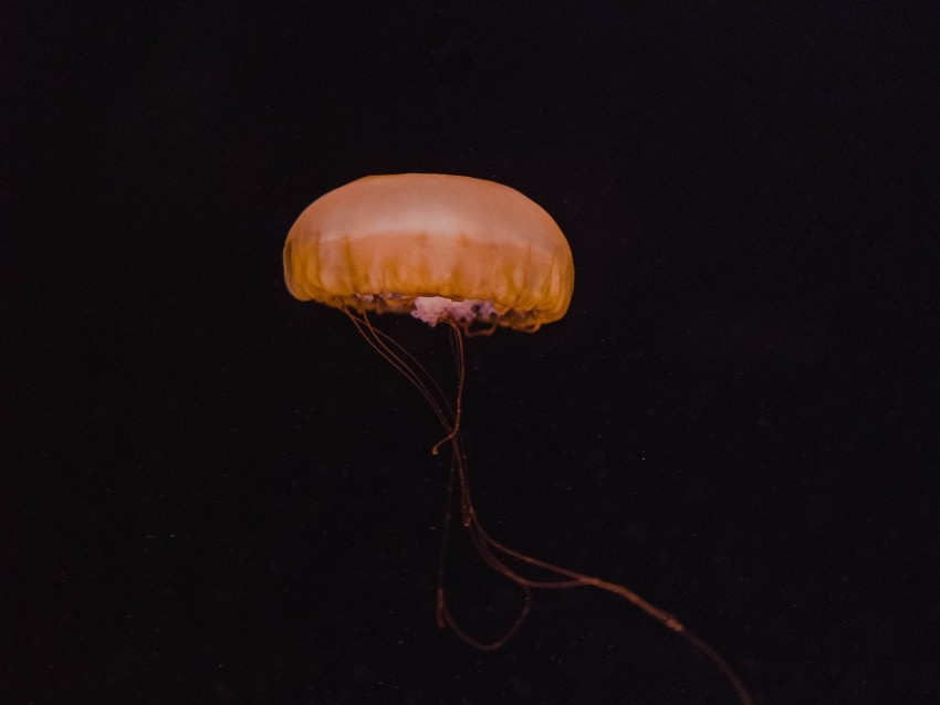 jellyfish, yellow, underwater world, dark, depth