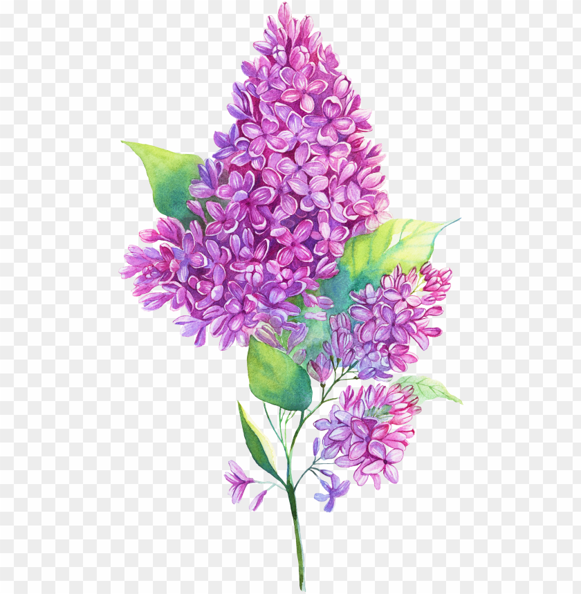 free PNG jpg royalty free edelweiss drawing purple hyacinth - flower lilac illustration PNG image with transparent background PNG images transparent